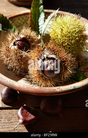 Les fruits frais récoltés en châtaignier et coquilles (Castanea sativa) Banque D'Images