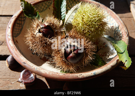 Les fruits frais récoltés en châtaignier et coquilles (Castanea sativa) Banque D'Images