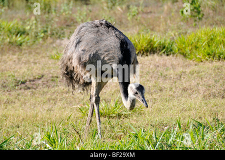 Nandou, Rhea americana, bonite, Mato Grosso do Sul, Brésil Banque D'Images