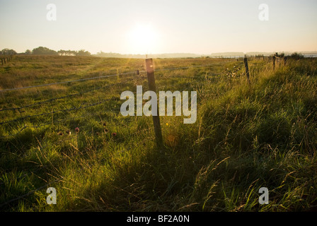 Le soir d'or coucher de soleil sur un champ vert et clôture métallique près du village de Iken Suffolk Angleterre Banque D'Images