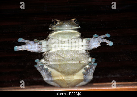 Frog bloqué sur la fenêtre de verre, Hyla sp., Fazenda San Francisco, Miranda, Mato Grosso do Sul, Brésil Banque D'Images