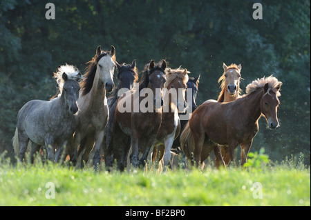 Et l'Islandais Mangalarga Marchador Cheval (Equus caballus). Troupeau de jeunes étalons sur un pré. Banque D'Images