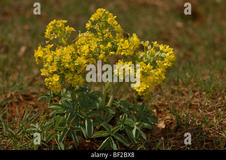 Mauvaises herbes rares cornfield Leontice leontopetalum en champ dans les montagnes du Taurus, au sud de la Turquie. Banque D'Images