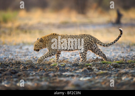 Leopard (Panthera pardus) marche à travers muddy waterhole, la Namibie. Banque D'Images