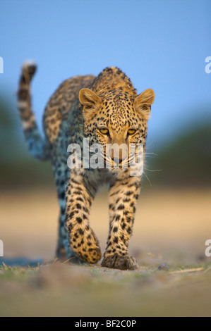 Leopard (Panthera pardus) marcher vers la caméra, la Namibie. Banque D'Images