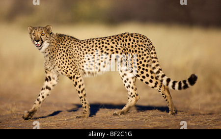Le Guépard (Acinonyx jubatus) et de marche, la Namibie. Banque D'Images