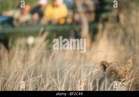 Lionne, Panthera leo, regardé par game-drive safari group en arrière-plan, l'Afrique du Sud Banque D'Images