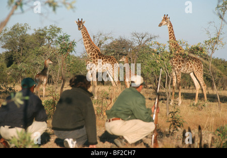 Safari à pied avec ranger regarder Girafe Girafe Girafe (troupeau), la province du Limpopo, Afrique du Sud Banque D'Images