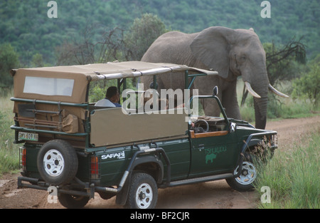 Safari grame-drive regarder African elephant (Loxodonta africana), Pilansberg, Province du Nord-Ouest, Afrique du Sud Banque D'Images