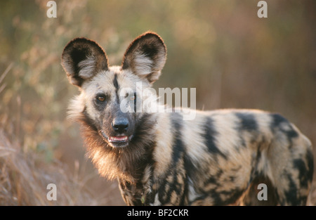 Chien sauvage (Lycaon pictus), Kruger National Park, la province de Mpumalanga, Afrique du Sud Banque D'Images