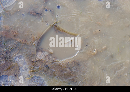 Oie cendrée (Anser anser). Ayant rompu l'empreinte à travers la glace de surface sur une flaque gelée. Février. Norfolk, Angleterre. Banque D'Images