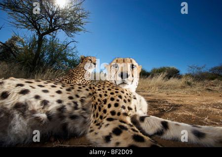Close up de Guépard (Acinonyx jubatus) looking at camera, Na'un ku se Sanctuaire de la vie sauvage, la Namibie. Banque D'Images