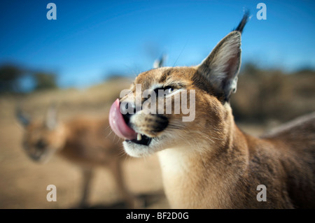 Portrait d'un caracal (Felis caracal) léchant les lèvres, Na'un ku se Sanctuaire de la vie sauvage, la Namibie. Banque D'Images