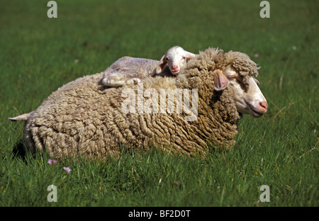 Le mouton domestique (Ovis ammon aries), l'agneau couché sur le dos des mères. | Banque D'Images