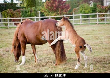 Mare de pâturage et ludique trois semaines poulain (Equus ferus). Cheval domestique. Banque D'Images