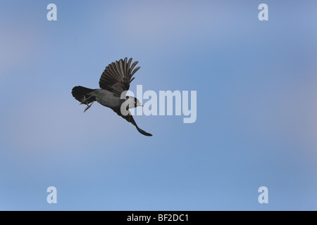 Corvus monedula choucas en vol Banque D'Images