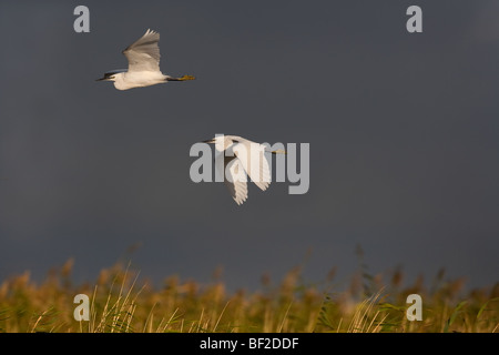 Little Egret Egretta garzetta sur la côte nord du Norfolk au Royaume-Uni Banque D'Images