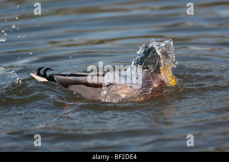 Canard colvert mâle ou drake Anus platyrhyncha echelle Banque D'Images