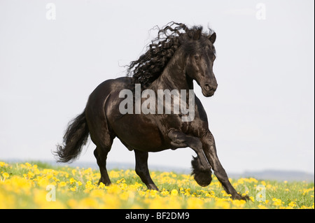 Cheval frison (Equus caballus) galopant dans une prairie avec des pissenlits en fleurs. Allemagne Banque D'Images