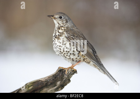 Mistle Thrush (Turdus viscivorus), adulte perché sur log dans la neige. Banque D'Images