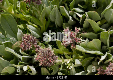 Une fleur de la famille des Boraginacées Solenanthus stamineus dans les montagnes Bey Dagi, Turquie. Banque D'Images