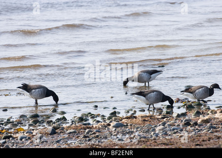 Ou de l'Atlantique La Bernache cravant à ventre pâle (Branta bernicla hrota). Banque D'Images