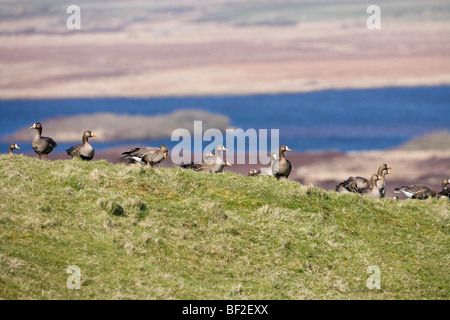 Le Groenland des Oies rieuses (Anser albifrons flavirostris). Les oiseaux qui hivernent sur Islay, côte ouest de l'Écosse. Banque D'Images