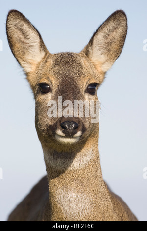Le Chevreuil (Capreolus capreolus), close-up portrait of doe. Banque D'Images