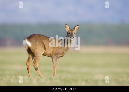 Le Chevreuil (Capreolus capreolus), Doe dans le champ. Banque D'Images