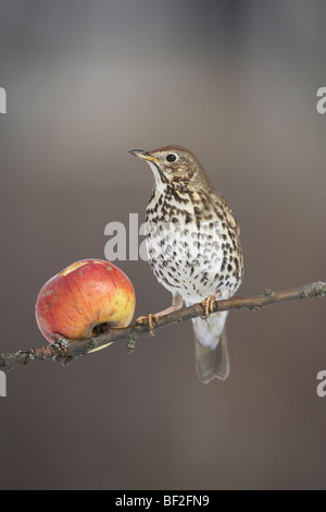 Grive musicienne (Turdus philomelos) se nourrissant d'Apple. Banque D'Images