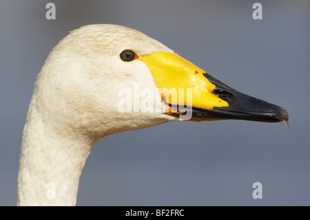 Cygne chanteur (Cygnus cygnus), close-up de la tête et le bec de l'adulte. Banque D'Images