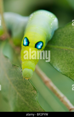 Daphnis nerii. Oleander Hawk-moth chenille sur une feuille en Inde Banque D'Images