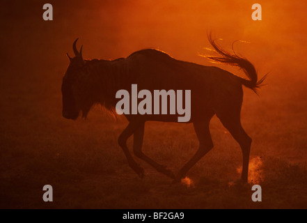 Le Gnou bleu (Connochaetes taurinus) qui se profile au coucher du soleil. Banque D'Images