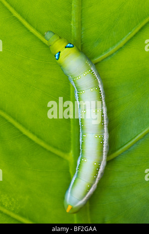 Daphnis nerii. Oleander Hawk-moth chenille sur une feuille en Inde Banque D'Images