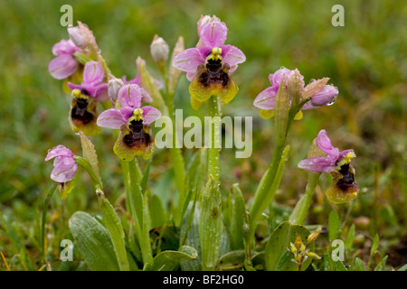 Les orchidées de la tenthrède Ophrys tenthredinifera, jour pluvieux, péninsule du Gargano, Italie. Banque D'Images
