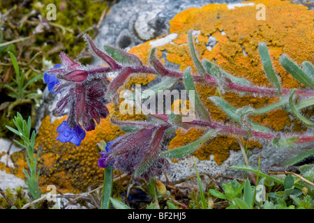 Dyer's Orcanette Alkanna tinctoria A.  = lehmanii en fleur ; source de colorant rouge. Gargano, Italie Banque D'Images