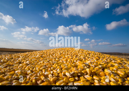 Maïs-grain fraîchement récolté empilés dans le réservoir d'une moissonneuse-batteuse pendant la chasse d'Automne / près de Northland, Minnesota, USA. Banque D'Images