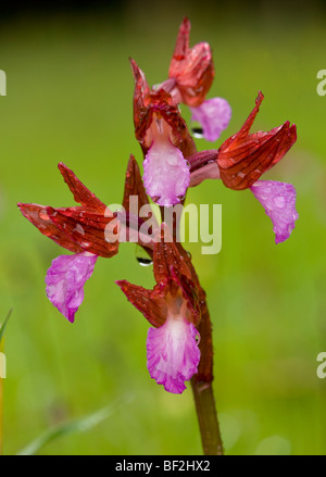 Orchidée papillon rose Orchis papilionacea, sur la péninsule du Gargano, Italie. Banque D'Images