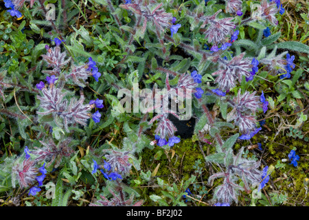 Dyer's Orcanette Alkanna tinctoria A.  = lehmanii en fleur ; source de colorant rouge. Gargano, Italie Banque D'Images