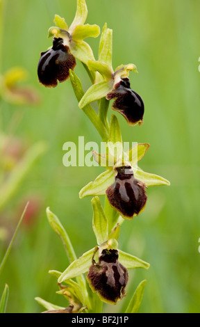 L'orchidée araignée, Ophrys sphegodes groupe. Gargano, Italie. Banque D'Images