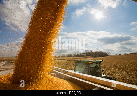 Maïs-grain fraîchement récoltées étant de bon augure d'un wagon de grain dans un camion de grain au cours de l'automne la récolte de maïs / Minnesota, États-Unis Banque D'Images