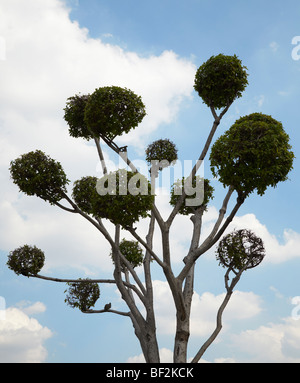 Arbres d'ornement (touche d) au Grand Palais à Bangkok, Thaïlande Banque D'Images