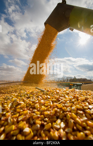 Maïs-grain fraîchement récoltées étant de bon augure d'un wagon de grain dans un camion de grain au cours de l'automne la récolte de maïs / Minnesota, États-Unis Banque D'Images