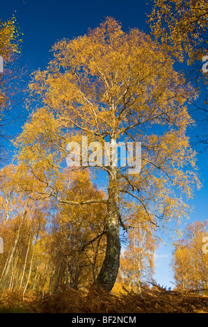 Bouleau en pleine couleurs d'automne Craigellachie Aviemore. 5472 SCO Banque D'Images