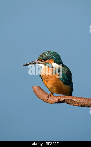 Kingfisher est assis sur une perche métallique Banque D'Images