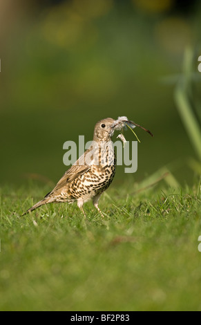 Mistle Thrush la collecte des matériaux de nidification Banque D'Images