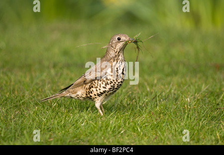 Mistle Thrush la collecte de matériel de nidification Banque D'Images