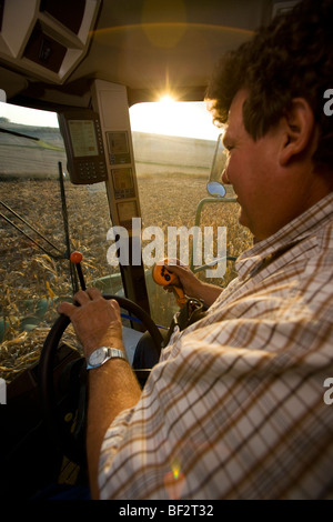 Vue depuis l'intérieur d'une cabine d'un agriculteur l'utilisation de la moissonneuse-batteuse pendant la récolte de maïs / près de Northland, Minnesota, USA. Banque D'Images