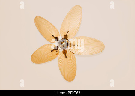 Portrait d'un ventilateur de plafond Banque D'Images