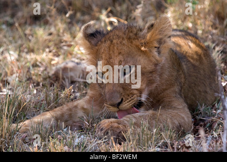 Lion cub elle-même le nettoyage après un repas copieux Banque D'Images